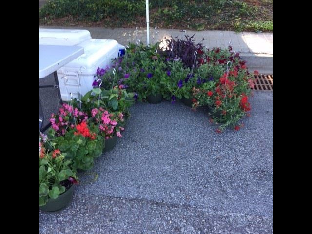 Bower Farms had hanging baskets for sale