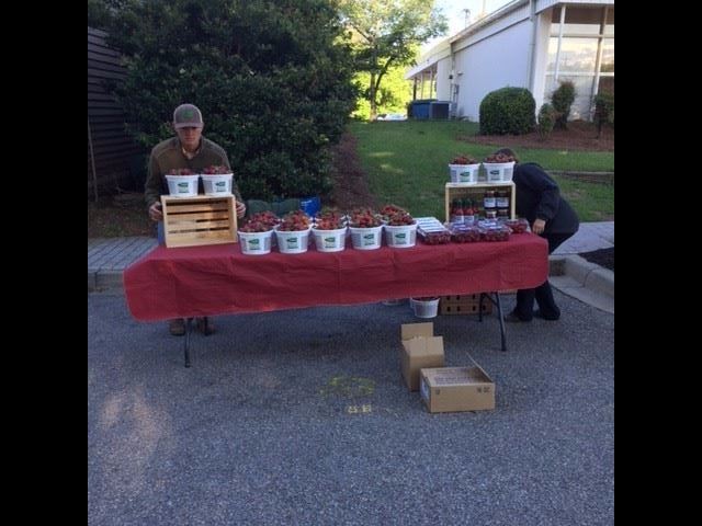 Lever Farms selling strawberries